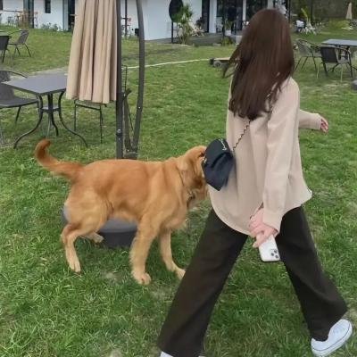 千龙爪